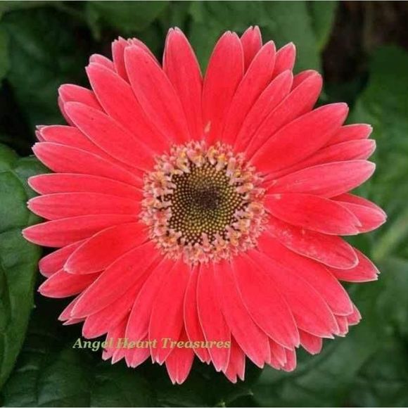 5x7 Original Photography Salmon Pink Gerber Daisy - Picture 1 of 1